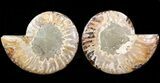 Cut/Polished Ammonite Pair - Agatized #42504-1